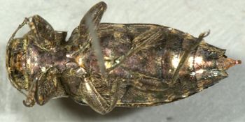 Media type: image;   Entomology 3763 Aspect: habitus ventral view